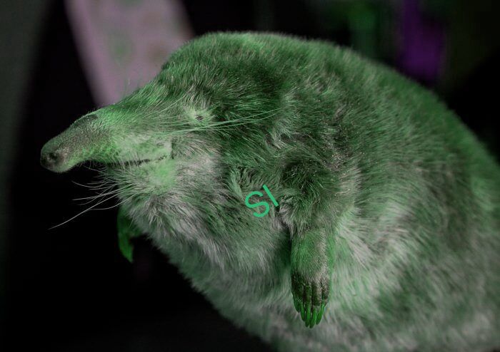 IS