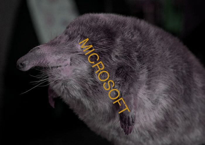 MICROSOFT