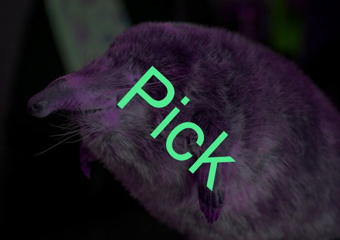 Pick