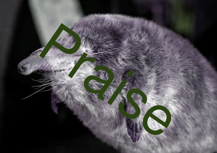Praise