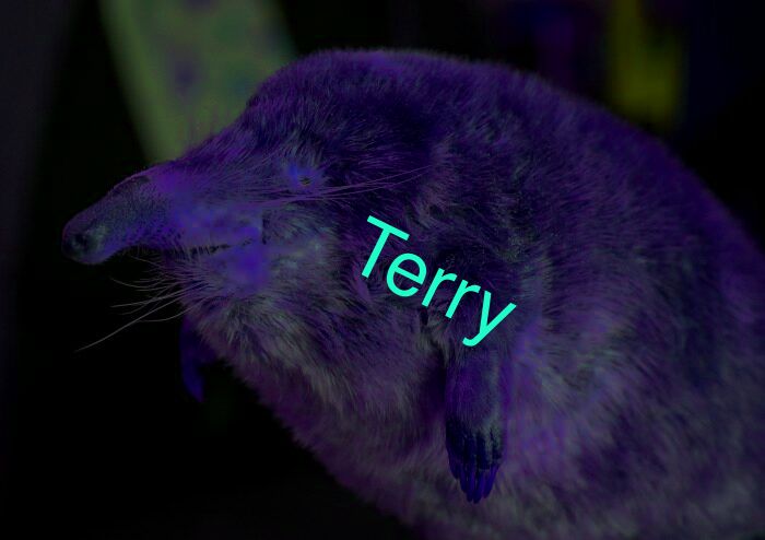 Terry