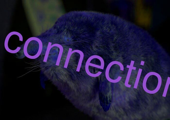 connection