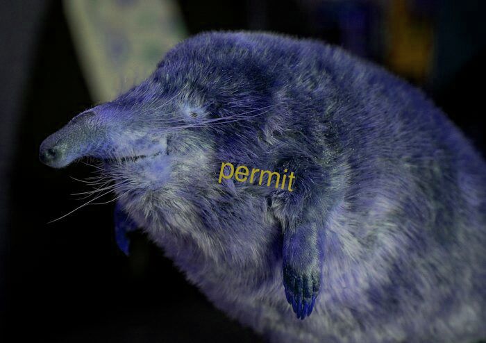permit