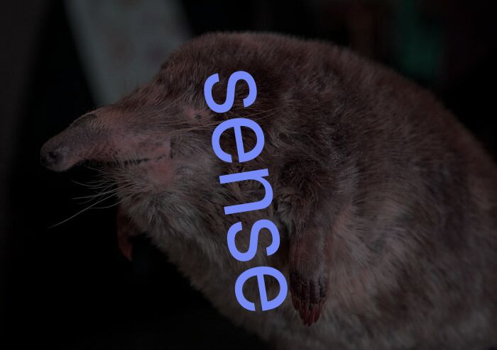 sense