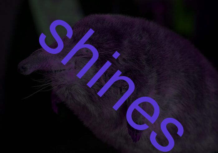 shines