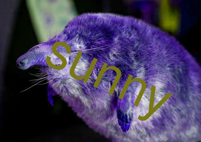 sunny
